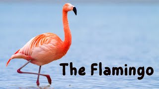 Flamingos  Kids educational video [upl. by Glynnis]