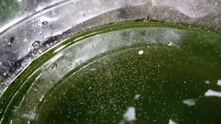 DAPHNIA MOINA CULTURE IN A SMALL BUCKET [upl. by Honig881]