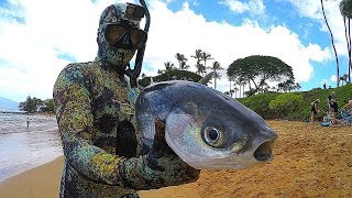 Spearfishing Hawaiian Style  Big Catch [upl. by Fabria92]