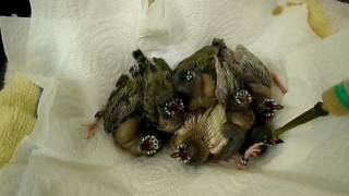 Hand feeding 7 noisy Gouldian finch chicks 2017 [upl. by Enahpets]