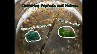 How To Culture Daphnia and Moinas using Green Water Spirulina powder [upl. by Ennaira]