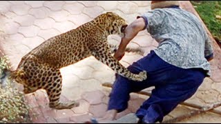 When Zoo Animals Attack Compilation Part 4 [upl. by Slinkman859]