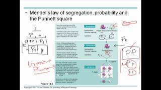 Mendelian genetics 2 [upl. by Malloch422]