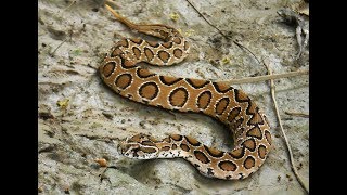 Russells Viper  One Of The Most Venomous Snakes Of The World [upl. by Inerney822]