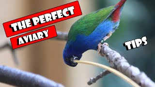 Building The Perfect AVIARY [upl. by Tonye]