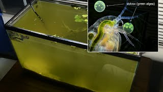 Raising Daphnia for the Freshwater Aquarium [upl. by Afas]