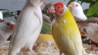 How to Breed Gouldian Finches in an Aviary Breeding Care and Diet for Finches [upl. by Noiz]