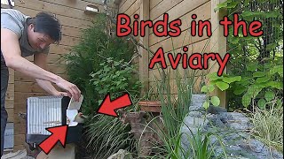 FINCHES and QUAILS Released in the Improved Aviary [upl. by Selway464]