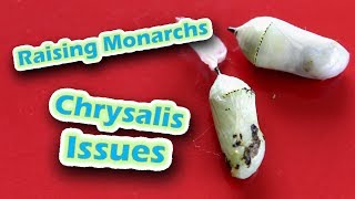 Raising Monarchs  Chrysalis Issues Help The Monarch Butterfly [upl. by Cralg738]