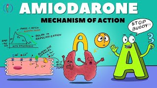 Amiodarone Mechanism of Action  How Amiodarone works  Amiodarone pharmacology and side effects [upl. by Galitea]