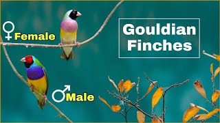 Difference between male and female Gouldian Finches  Gender Identification of Lady Gouldian Finches [upl. by Naitsirhc]