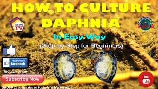 HOW TO CULTURE DAPHNIA In Easy Way [upl. by Haimaj3]