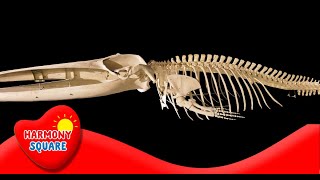 Introduction to Animal Skeletons  More Science on the Learning Videos Channel [upl. by Creamer733]